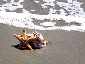 starfish-536677_1920