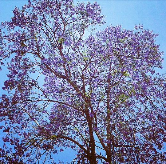 jacaranda-in-bloom