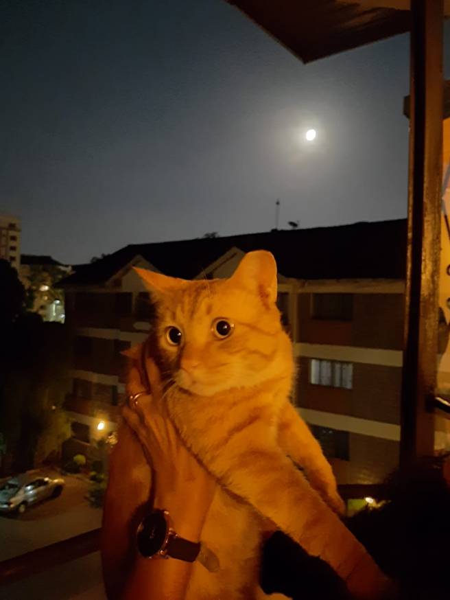 poetry by Sonya Kassam cat full moon