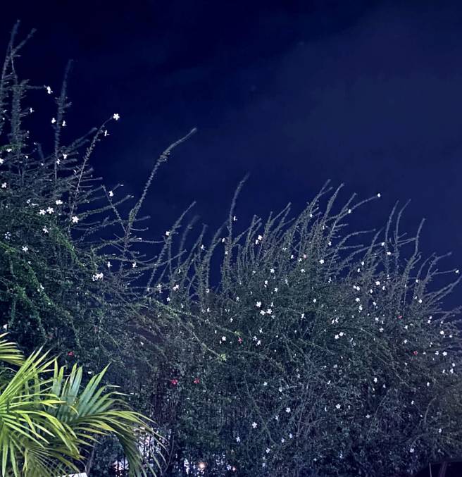 flowers look like stars in night sky