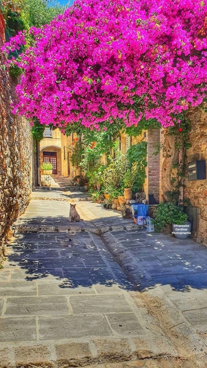 Bougainvillea tree shading a cat on a narrow lane