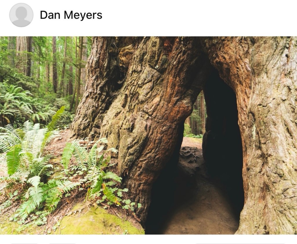 tree trunk in a forest