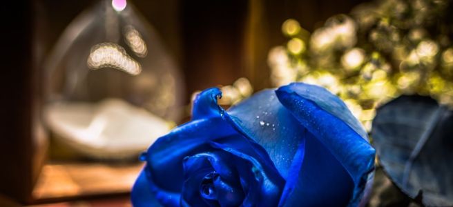 blue rose hourglass
