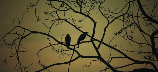 birds at dawn on a tree
